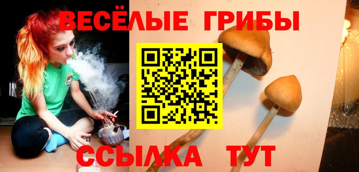 Галлюциногенные грибы Psilocybe Норильск